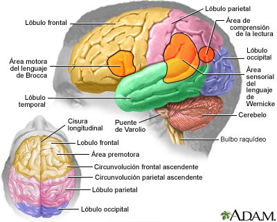 funciones del cerebro humano. Definición y función
